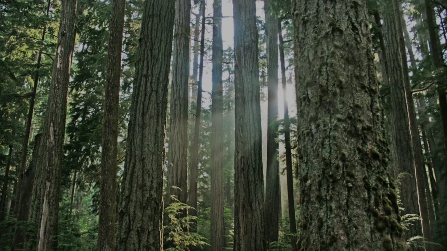 Joint Call: BC must recommit to meaningful implementation of the UN Declaration on the Rights of Indigenous Peoples and the Declaration on the Rights of Indigenous Peoples Act